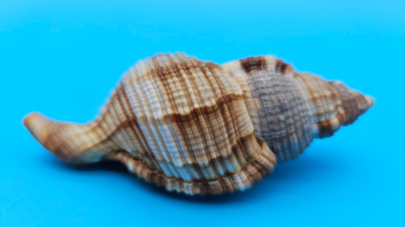 4-inch Cymatium pileare shell with brown and gold ribbed texture for coastal display décor