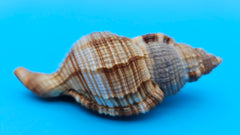 4-inch Cymatium pileare shell with brown and gold ribbed texture for coastal display décor