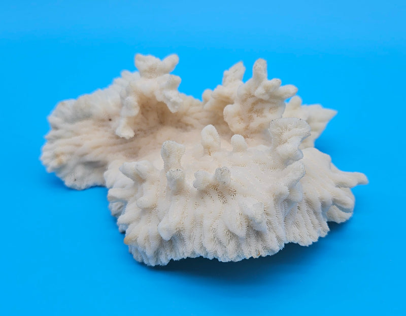 Merulina coral with ruffled fan shape and soft ivory texture on blue background