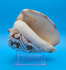 Noble Volute display shell for coastal home decor – premium natural specimen 7.25