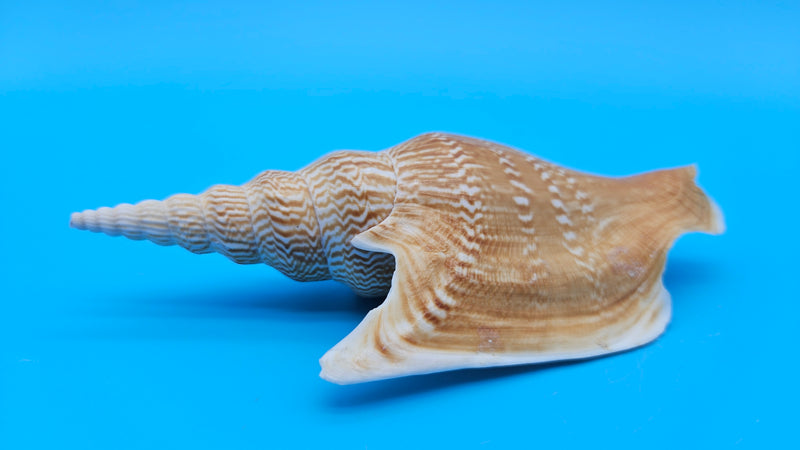 Lister’s Conch display shell 5.5 inches with golden spiral pattern for coastal décor