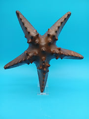 Hand carved wooden starfish coastal décor 9–10