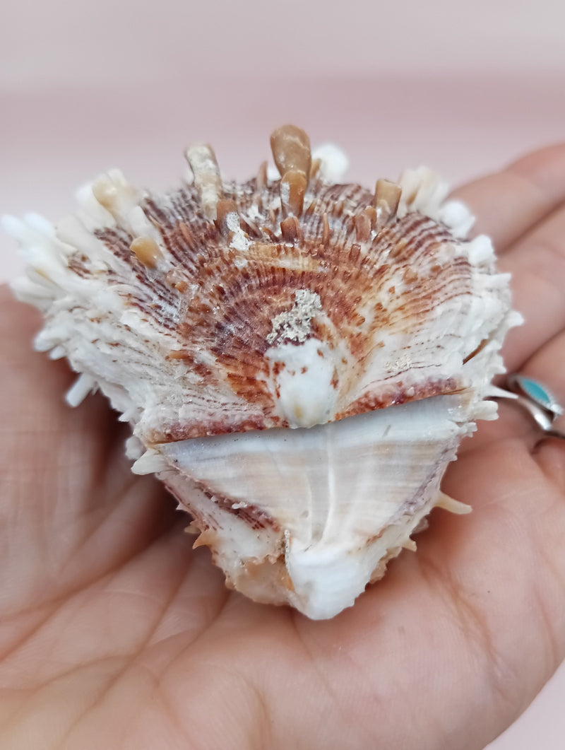 2.8" Hinged Spondylus shell with spiny ridges and cream-pink tones held in hand