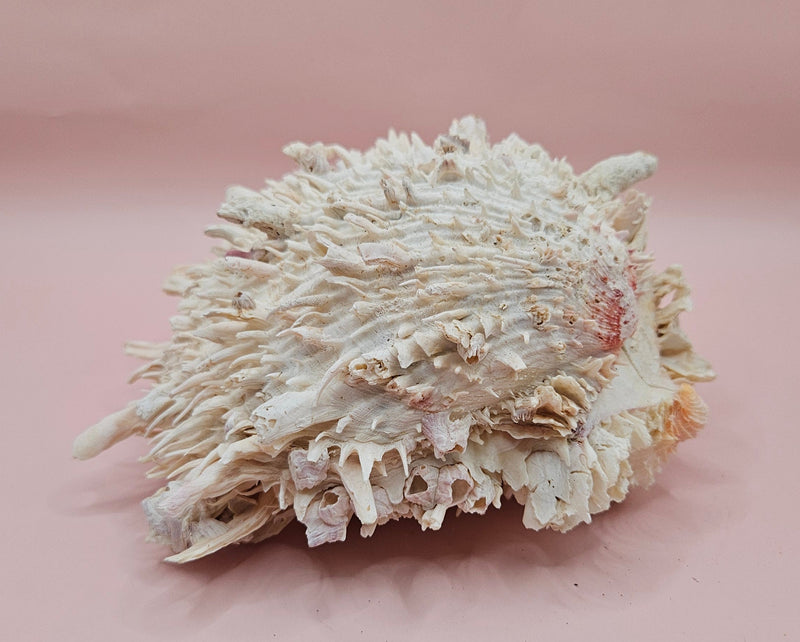 Spiky white Spondylus shell with ridged texture and sharp coral-like points, shown on a blue background