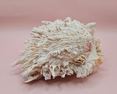 Spiky white Spondylus shell with ridged texture and sharp coral-like points, shown on a blue background