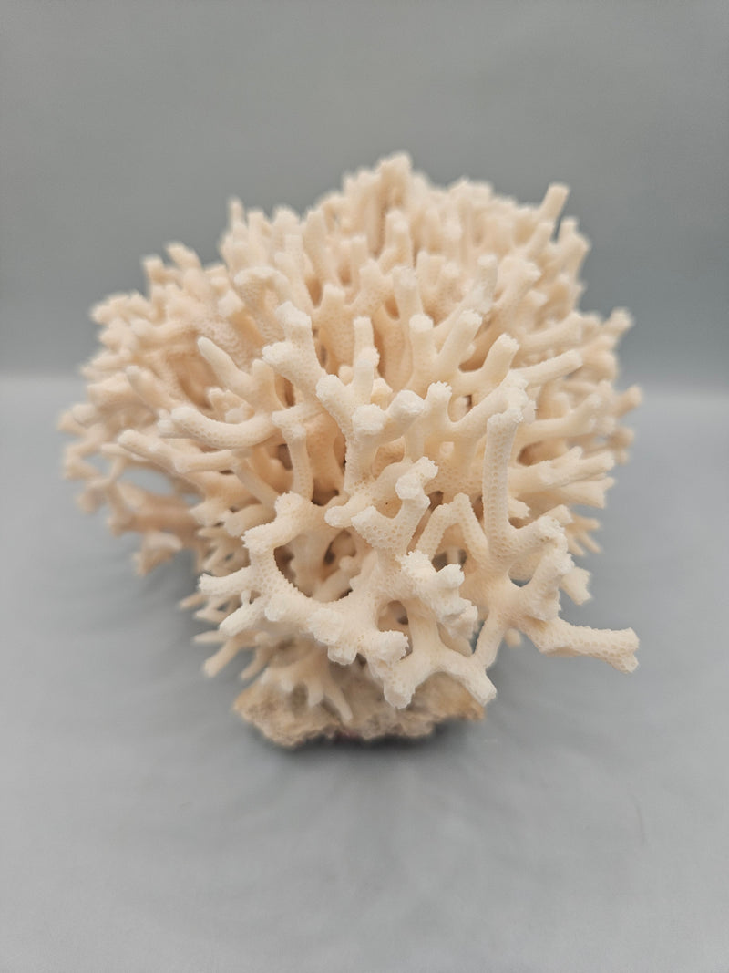 A 6.5"x5.5" Table Coral Acropora Latistella with intricate branching patterns, ideal for ocean or coastal-themed decor.