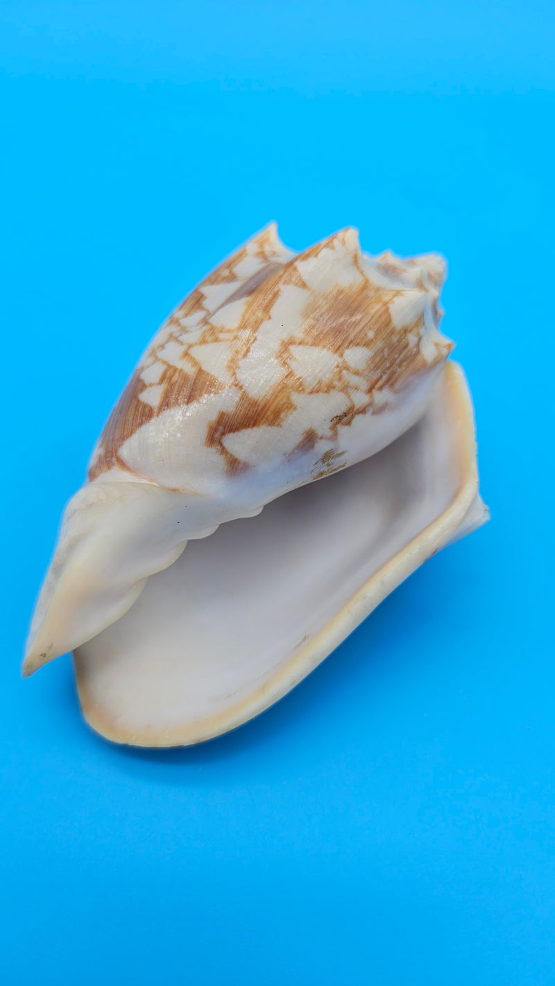 Cybiola vespertilio f. pellisserpentis shell, 3.9 inches, rare spiny bat volute with cream and orange zig-zag pattern.