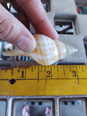 Mixed Tulip Shell