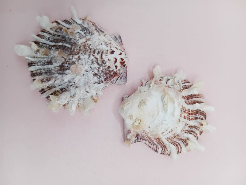 2.1" Spondylus shell with spiny texture and soft pink tones, no hinge