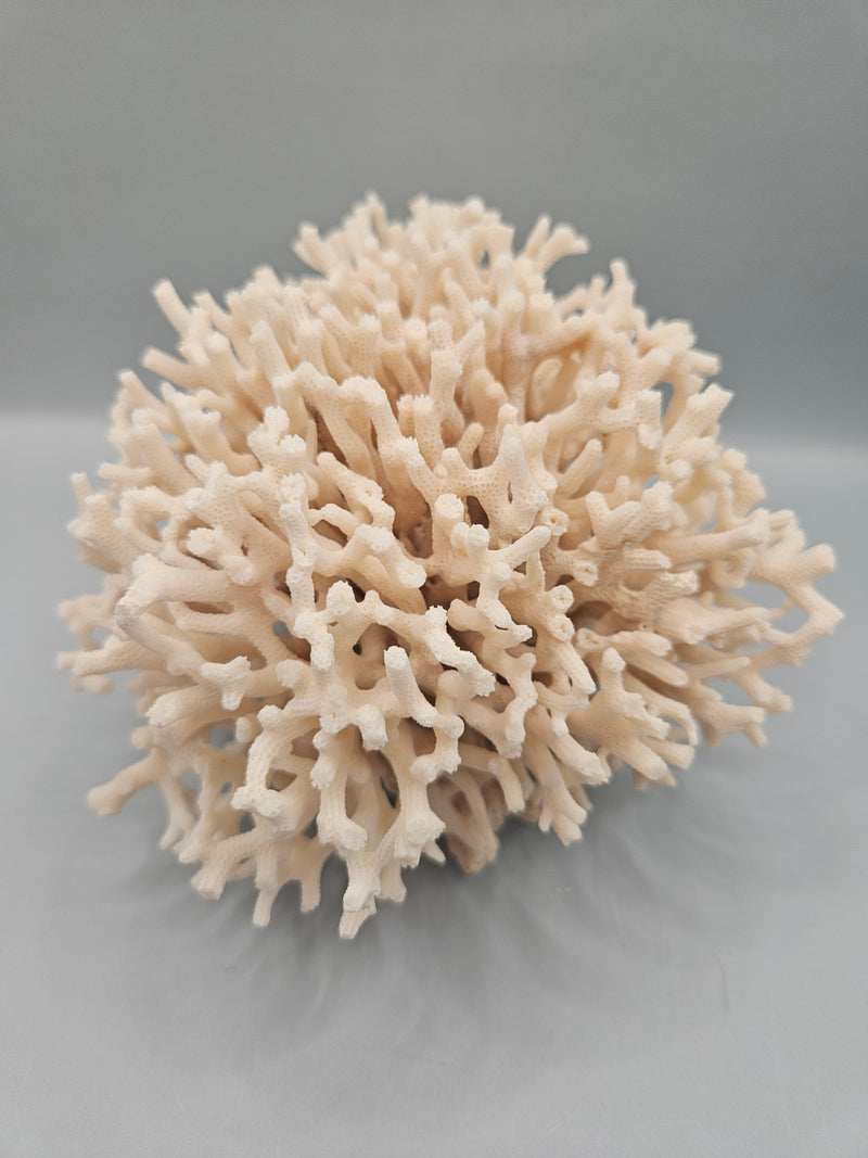 A 6.5"x5.5" Table Coral Acropora Latistella with intricate branching patterns, ideal for ocean or coastal-themed decor.