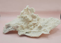 Ruffled vintage Merulina coral specimen with layered fan-like structure on pink background