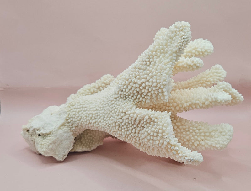 Vintage Cauliflower Coral Specimen 10x7.5x6 – Textured Ivory Coral Display Piece