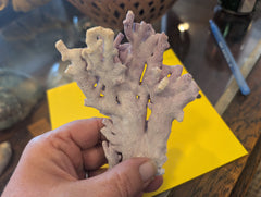Purple Hydrocoral Fragment - 5x3.5x2