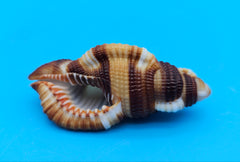  2-inch Cymatium flaveolum shell with brown and gold stripes for coastal décor display