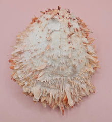 Large 5.7-inch Spondylus shell with coral tones and layered spines, shown open with smooth ivory interior on pink background