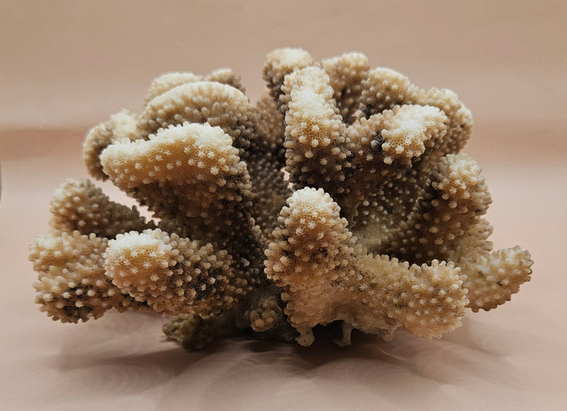 Vintage cauliflower coral specimen with branching texture and white tips, 8.75 inches wide