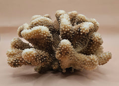 Vintage cauliflower coral specimen with branching texture and white tips, 8.75 inches wide