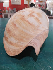 Large umbilicate shell with natural spiral and cream-beige coloring, 14.5 inches in length – coastal display specimen