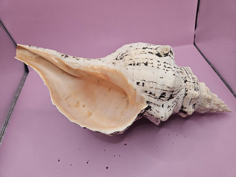 Horse Conch Shell-12.25"