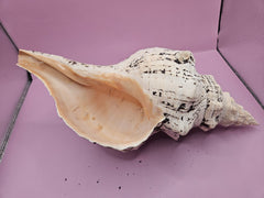 Horse Conch Shell-12.25