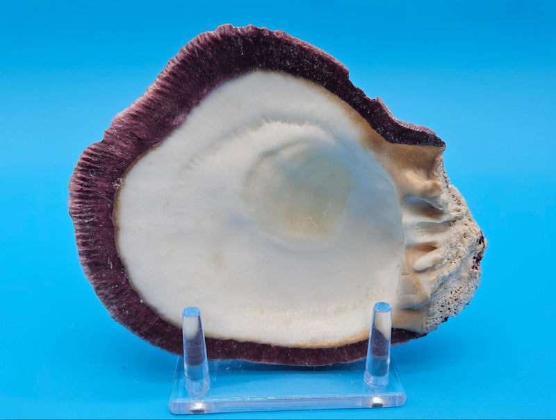 Deformed rock scallop seashell with unique shape and purple interior for coastal home décor