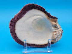 Deformed rock scallop seashell with unique shape and purple interior for coastal home décor