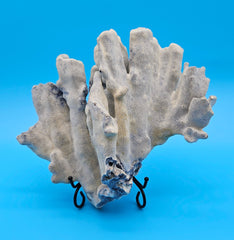 Blue Ridge Coral with ruffled edges and porous texture against blue background