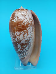 3.7