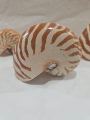 Chambered Tiger Stripe Nautilus Shell