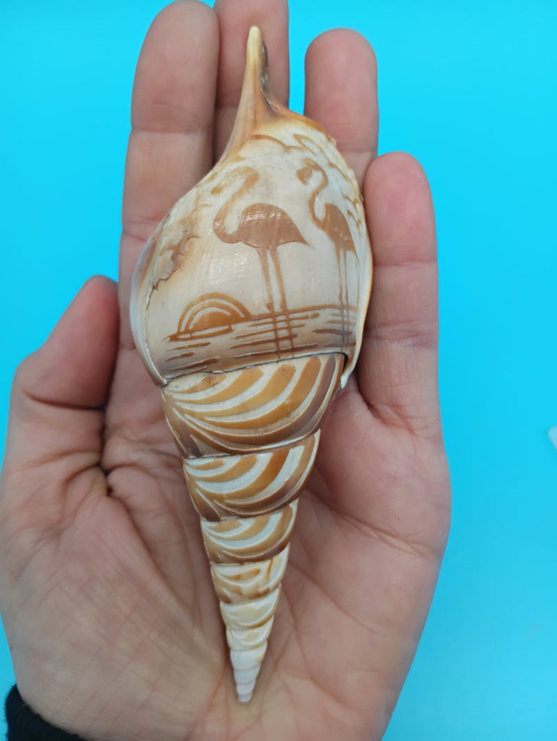 4.8" carved Tibia shell with flamingo coastal scene