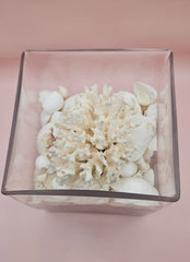 Square glass vase filled with white seashells and topped with natural white coral, coastal decor on soft pink background