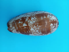3.7