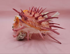 Colorful Spondylus varius shell with long pink spines, coral buildup, and worm tube, displayed on pink background