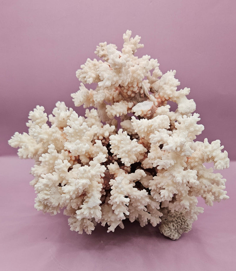 Vintage brownstem coral natural specimen for coastal deco