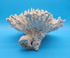 Vintage table coral specimen for coastal home decor - natural marine piece
