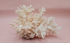 Table Coral Acropora hyacinthus Specimen – 5.3” Coastal Decor