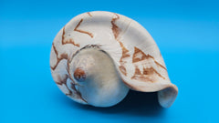 Noble Volute display shell for coastal home decor – premium natural specimen 7.25