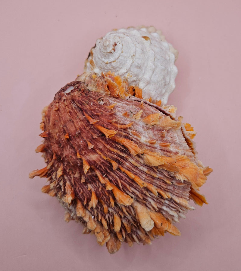 Trochus shell naturally fused to a spiny orange Spondylus shell, creating a bold textured sea display
