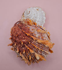 Trochus shell naturally fused to a spiny orange Spondylus shell, creating a bold textured sea display