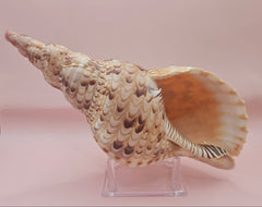 Pacific Triton Shell – 10.5