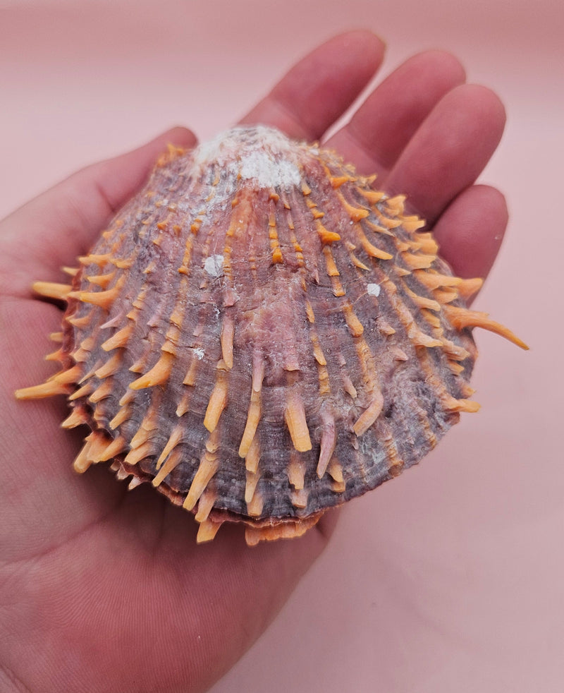Spondylus shell with coral growth and orange spines, 3.5 inches long, shown on pink background