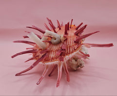 Colorful Spondylus varius shell with long pink spines, coral buildup, and worm tube, displayed on pink background