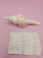 Close-up of a 3.7-inch Nicolas Spindle Shell, showcasing its natural spiral design and smooth surface. Accompanied by documentation, ideal for collectors and marine enthusiasts