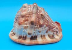 Bullmouth Helmet Shell 6.5