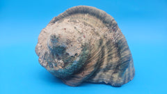 Large raw green Marmoratus Turban display shell for coastal home decor - premium natural specimen