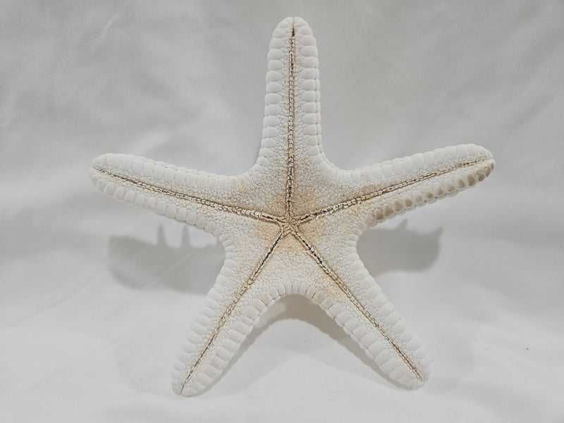 White Thorny Starfish 6.5"