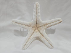 White Thorny Starfish 6.5