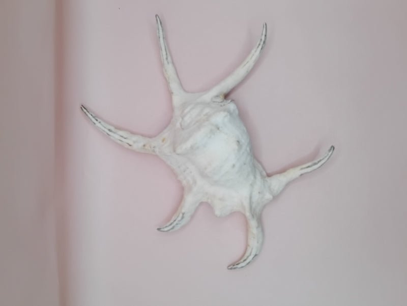 Lambis chiragra harpago shell with long curved spines and pink interior