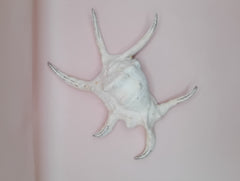Lambis chiragra harpago shell with long curved spines and pink interior