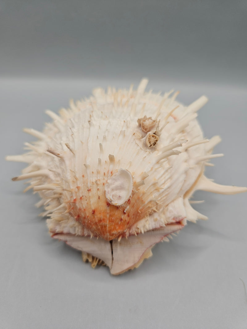 Vintage Spondylus shell, 4.5 inches wide, featuring natural spines and vibrant color, perfect for ocean-themed décor or collections